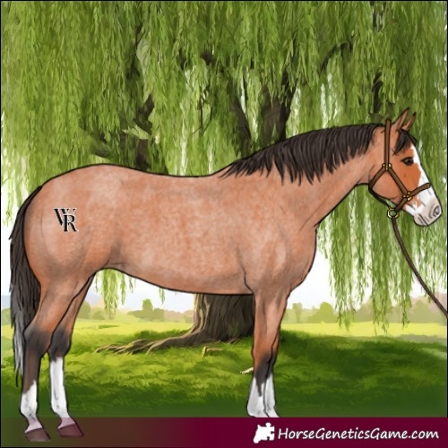 Horse Color:Bay Roan Splash