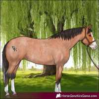 Horse Color:Bay Roan Splash 