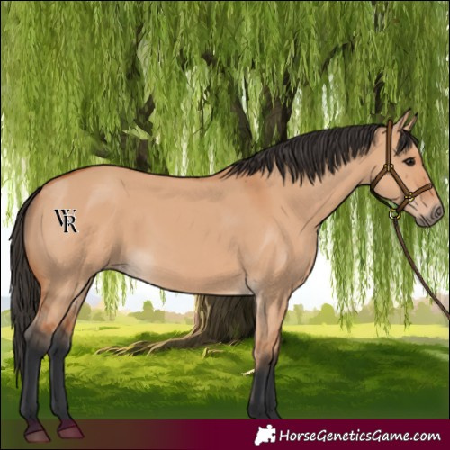 Horse Color:Bay Dun