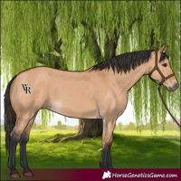 Horse Color:Bay Dun