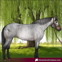 Horse Color:Gray Bay Roan 