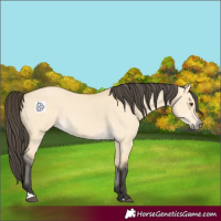 Horse Color:Buckskin Dun