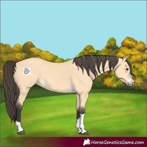 Horse Color:Buckskin Dun 