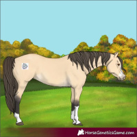 Horse Color:Buckskin Dun 