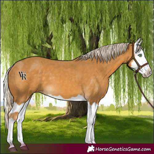 Horse Color:Palomino Splash  and Palomino Splash 