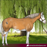 Horse Color:Palomino Splash  and Palomino Splash 