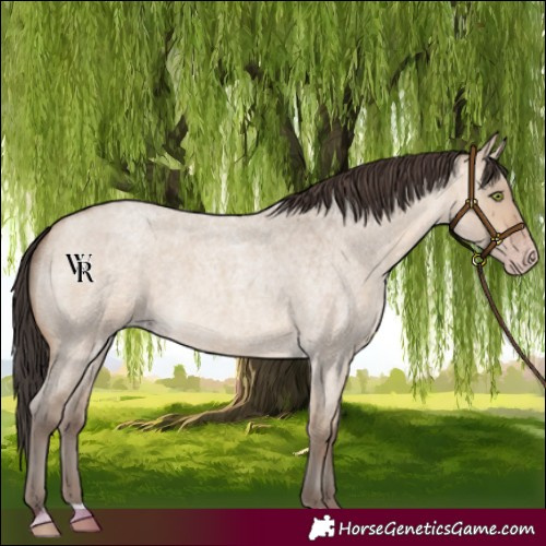Horse Color:Sable Champagne Roan Dun 