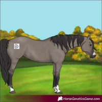 Horse Color:Smoky Grullo 
