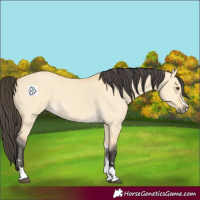 Horse Color:Buckskin Dun