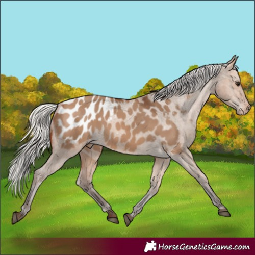 Horse Color:Silver Brown Dun Appaloosa 