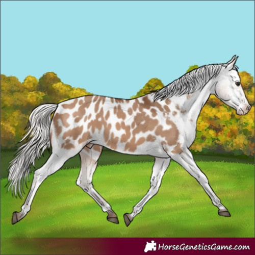 Horse Color:Silver Brown Dun Blanket 
