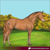 Horse Color:Chestnut 
