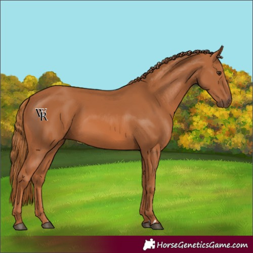 Horse Color:Chestnut 