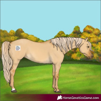Horse Color:Palomino Dun 
