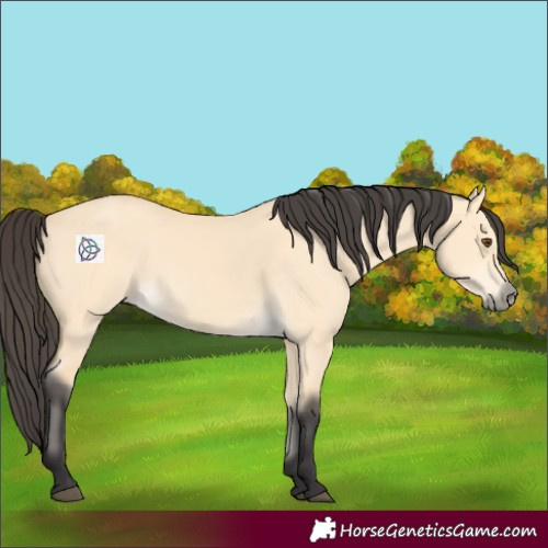 Horse Color:Buckskin Dun 