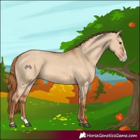 Horse Color:Red Dun Splash 