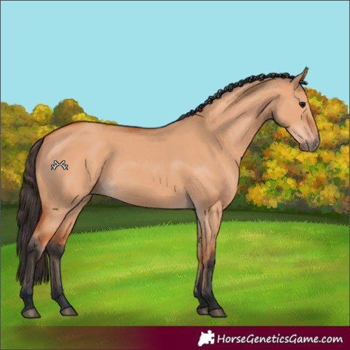 Horse Color:Bay Dun 
