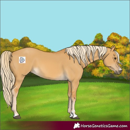 Horse Color:Palomino Dun 