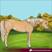 Horse Color:Palomino Dun