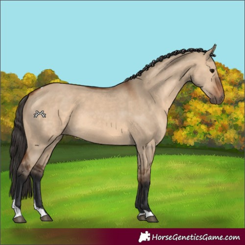 Horse Color:Bay Dun Tobiano 