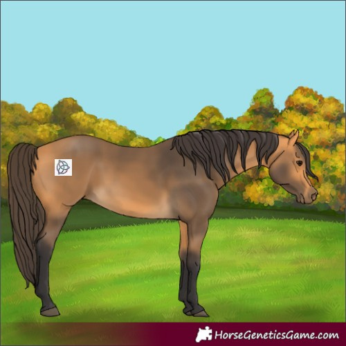 Horse Color:Buckskin 
