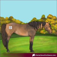 Horse Color:Buckskin 