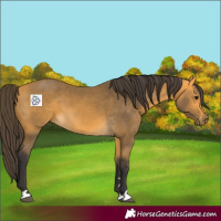 Horse Color:Buckskin 