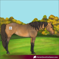 Horse Color:Buckskin 