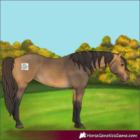 Horse Color:Buckskin