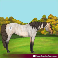 Horse Color:Buckskin Roan 