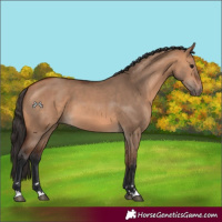 Horse Color:Bay Dun