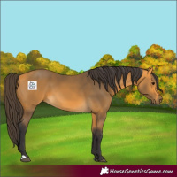 Horse Color:Buckskin 