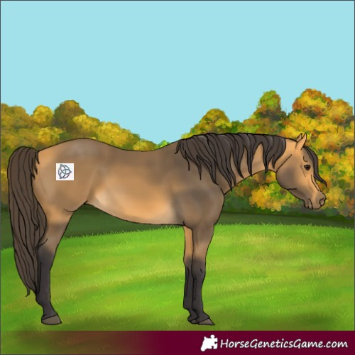 Horse Color:Buckskin 