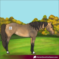 Horse Color:Buckskin 