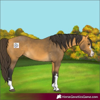 Horse Color:Buckskin 