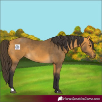 Horse Color:Buckskin 