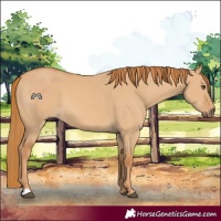 Horse Color:Red Dun 