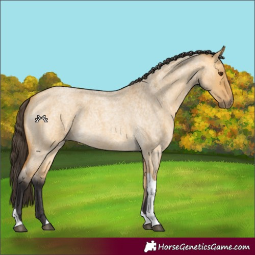 Horse Color:Buckskin Roan Dun Tobiano