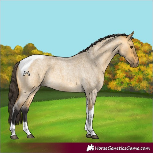 Horse Color:Buckskin Roan Dun Tobiano 