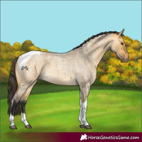 Horse Color:Buckskin Roan Dun Tobiano 