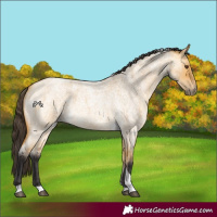 Horse Color:Buckskin Roan Dun Tobiano 
