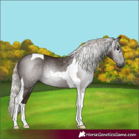 Horse Color:Gray Silver Black Tobiano 
