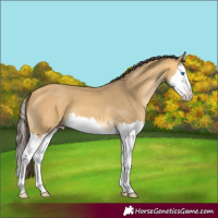 Horse Color:Amber Cream Champagne Splash 