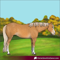 Horse Color:Palomino Splash  and Palomino Splash 