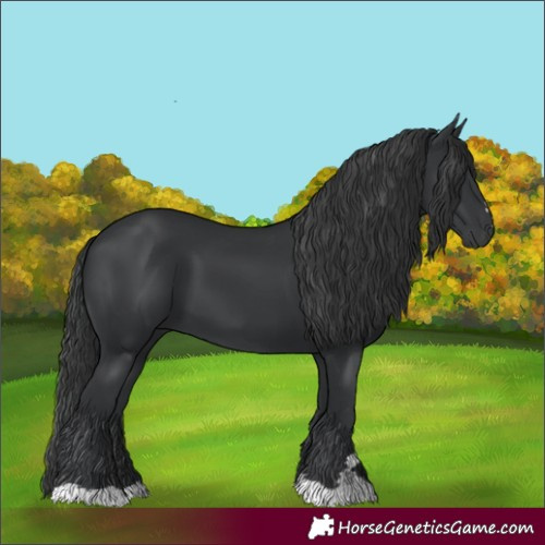 Horse Color:Black 