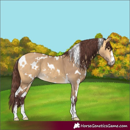 Horse Color:White Spotted Chocolate Buckskin Dun 