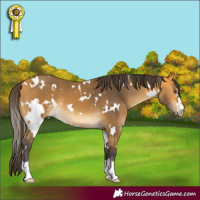 Horse Color:White Spotted Buckskin 