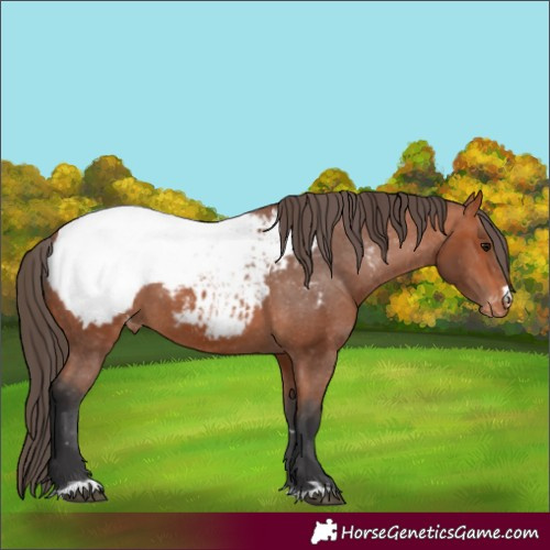 Horse Color:Bay Appaloosa 