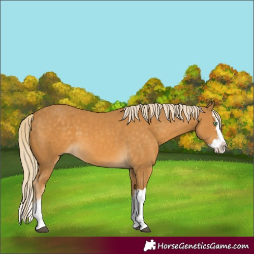 Horse Color:Palomino Splash  and Palomino Splash 
