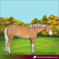 Horse Color:Palomino Splash and Palomino Splash